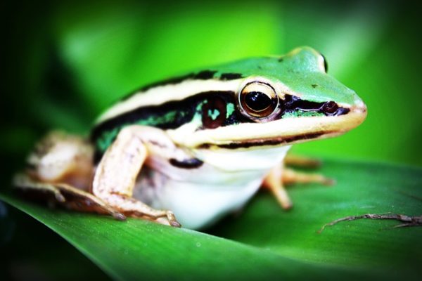 treefrog-765123_640